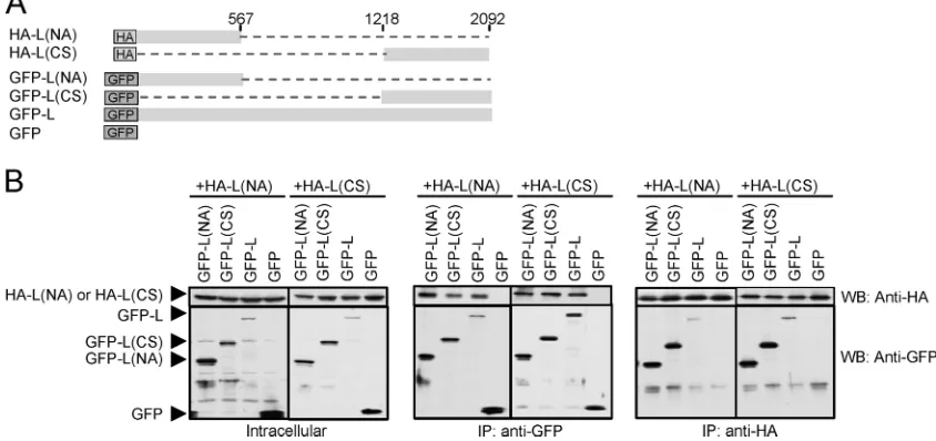 FIG. 7. Interaction between L protein fragments. (A) A schematic diagram of L fragments