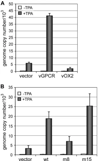 FIG. 4. Gain-of-function analysis of wild-type and G�vGPCR (wt), to support enhanced virus replication following TPA-altered vGPCRs