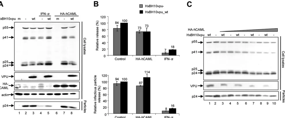 FIG. 1. Effect of CAML overexpression on HIV-1 particle release from permissive Cos-7 cells