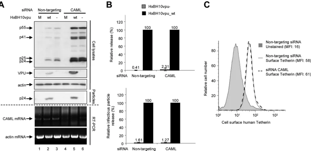 FIG. 3. Effect of CAML depletion on HIV-1 particle release and surface expression of Tetherin in nonpermissive HeLa cells