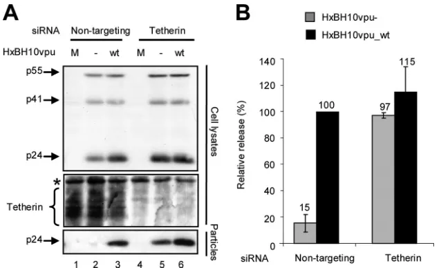 FIG. 4. Effect of Tetherin depletion on HIV-1 particle release from nonpermissive HeLa cells