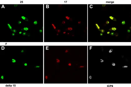 FIG. 10. Partial colocalization of transiently expressed pUHep2 cells were transfected with pUL17 and pUL25 in the cytoplasm of Hep2 cells in the absence of other viral proteins.17 (FITC) and pU25 (Texas Red) expression plasmids