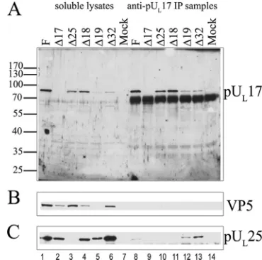 FIG. 1. Coimmunoprecipitation of pULLanes 8 to 14 contain immunoprecipitation reactions from the corre-sponding lysates