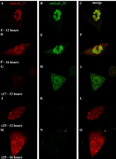 FIG. 6. Intranuclear localization of pULrightmost column, and convergence of the two signals is indicated by a yellow color
