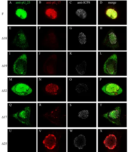 FIG. 8. Localization of pULappropriate conjugates, and induced ﬂuorescence was recorded by a confocal microscope by the use of identical settings for each image