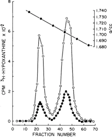 Table 2RNAinfected shows the effect of 2 mM TdR on and protein synthesis in uninfected and KB cells
