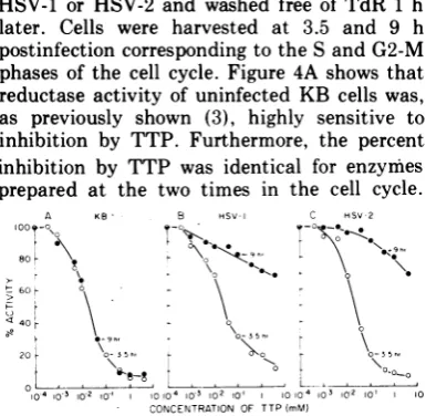 FIG.~~~~Lactivitycells. 4. Effect of TTP on ribonucleotide reductase in extracts of uninfected and infected KB A culture of KB cells was s,vnchrovnized by the