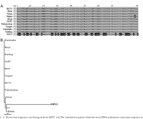 FIG. 2. Novel viral sequences are divergent from ASFV. (A) The translated sequence from the novel DNA polymerase consensus sequence wasaligned to corresponding sequences from various ASFV isolates using AlignX (VectorNTI suite; Invitrogen)