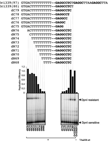 FIG. 2. Deﬁnition of MCV minimal core origin. Single-base-pair deletions from both sides of the origin sequence (late, nucleotide 5356; early,nucleotide 48) were performed to deﬁne a minimal core origin