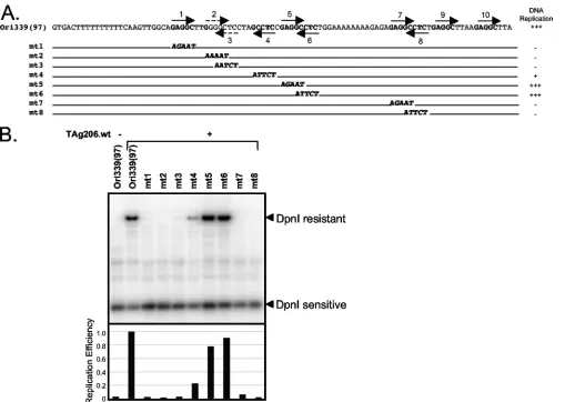 FIG. 3. Pentanucleotide requirements for MCV origin replication. (A) Mutation of each pentanucleotide in the 97-bp origin was generated byPCR-based direct mutagenesis (AT to GC) to deﬁne the essential pentanucleotides for MCV origin replication