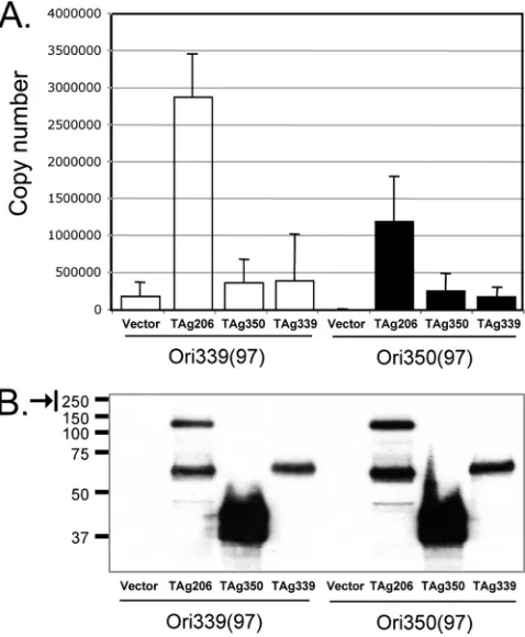 FIG. 5. ChIP analysis. (A) The binding efﬁciency of both non-tumor- and tumor-derived TAg to MCV origin in vivo was examined by
