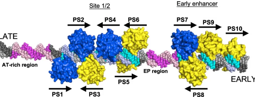 FIG. 7. Model of the MCV OBDs on the MCV origin. A model of the MCV OBD was placed on each of the putative binding sites
