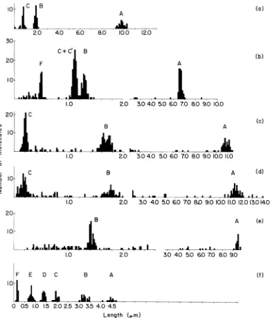 FIG.(1im)2.5serotypes.Methods.entangledmM.(b),2. Histograms of length measurements of endo R EcoRI fragments of DNA of various adenovirus The DNA was incubated with endo R EcoRI; the digestion was stopped by addition of EDTA to 50 The mixture was spread fo