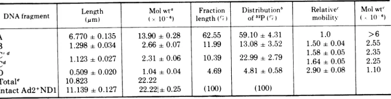 TABLE 2. Properties of endo R EcoRI fragments from DNA of adeno-SV40 hybrid virus Ad2'ND1
