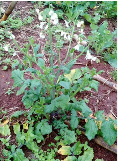 Figure 1. Raphanus sativus L. 