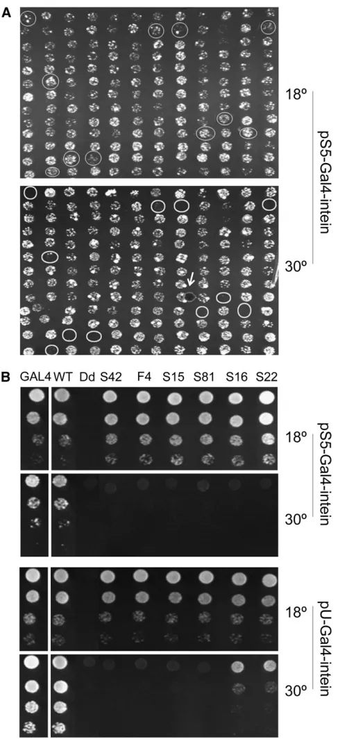 Figure 2.—Identiﬁcation of TS inteins that splice only in a