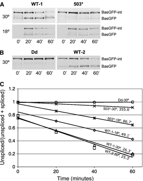 Figure 7.—Time course of intein splicing in BasGFP. West-
