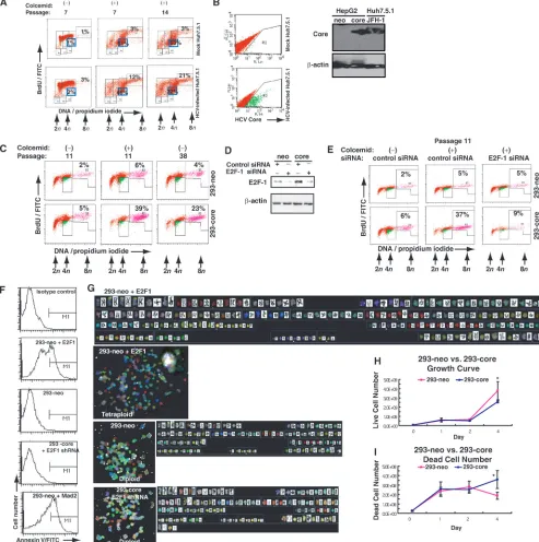 FIG. 5. Mitotic spindle checkpoint defects in HCV-infected Huh7.5.1 cells or HCV core protein-expressing HEK293 cells