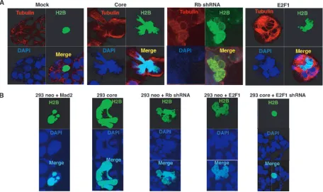 FIG. 7. Postulated mechanism of core-induced mitotic defects.