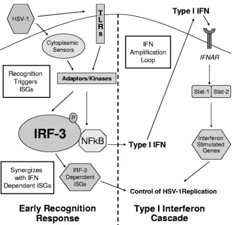 FIG. 8. Model for continued defect in IRF-3-deﬁcient BMDCs.Postattachment, HSV-1 infection is recognized through an unknown