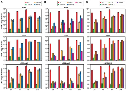 FIG. 1. Viral DNA synthesis. Real-time PCR was used to measure the amounts of viral DNA at various times for three important stages of viralDNA synthesis: the probes were designed to measure the amount of viral DNA made early (RU5), near the completion of minus-strand synthesis