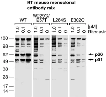 FIG. 2. Virions of some of the RT mutants contain degraded RT; IN and PR are processed normally and are present in normal amounts
