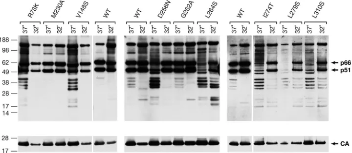 FIG. 4. Pattern of degradation of the RT mutants in blots with speciﬁc MAbs. (A) No ritonavir or 0.1 or 1.0 �transfected with DNA encoding vectors with mutant RTs