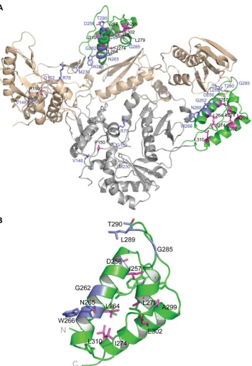FIG. 6. Positions of the thumb subdomain mutations in RT and their effects on RT stability