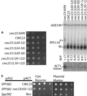 Figure 6.—Cwc23p is required for efﬁcient