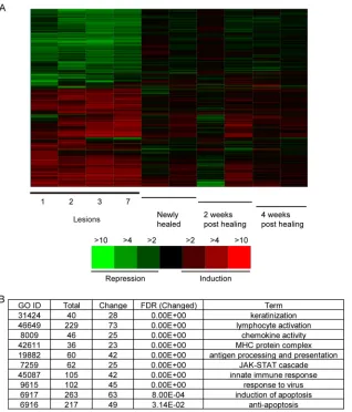 FIG. 2. Transcriptional proﬁling of skin biopsy specimens at lesion and posthealing stages