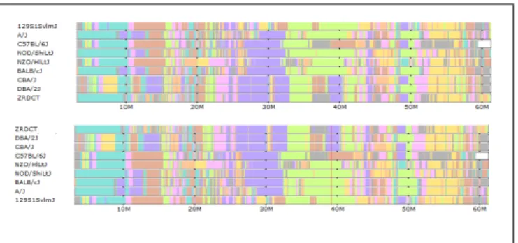 Figure 2: Mouse Diversity Array SNPs (above) and subspecific origin (be- (be-low) shown at a fine resolution
