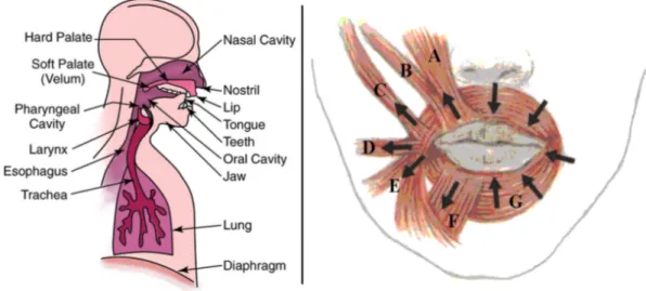 Figure 2.1: Left: Anatomy of the human speech system. Reproduced from [10]. Right: labelled oral muscles and their directions of contraction (A: levator labii superioris, B: zygomaticus minor, C: zygomaticus major, D: risorius, E: depressor anguli oris, F: