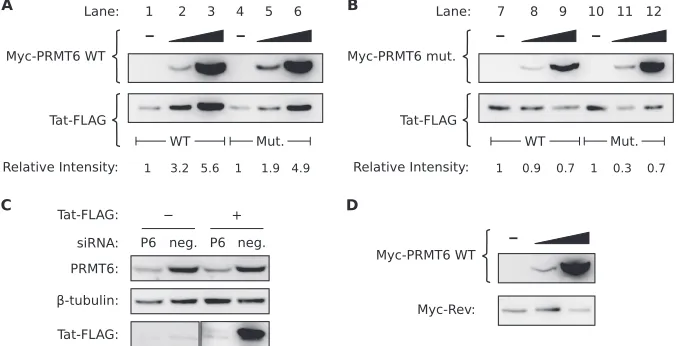 FIG. 1. Overexpression of catalytically active PRMT6 increases the steady-state level of Tat