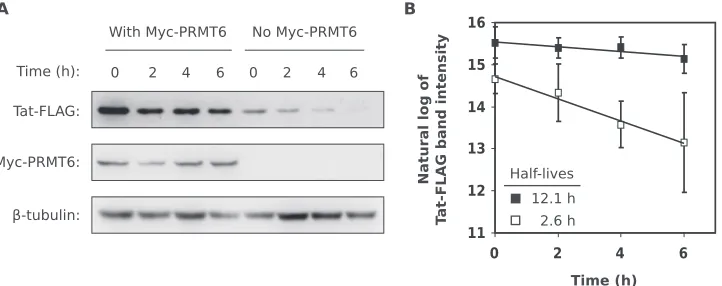 FIG. 4. Overexpression of PRMT6 increases the half-life of Tat. (A) HeLa cells expressing Tat-FLAG with or without Myc-PRMT6 weretreated with CHX and harvested at 0, 2, 4, and 6 h posttreatment