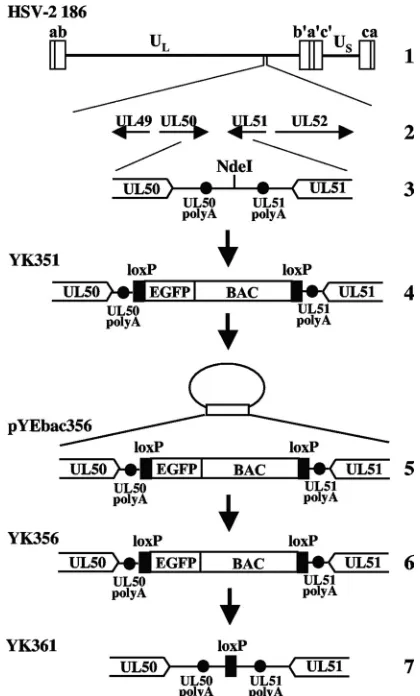 FIG. 1. Schematic diagram of genome structure of HSV-2 186 andthe intergenic regions of recombinant viruses with or without the BAC