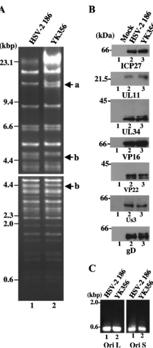TABLE 1. LD50 values of wild-type HSV-2, YK356, and YK361