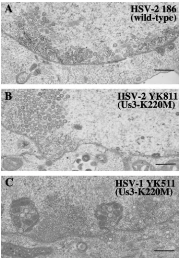 FIG. 10. Electron microscopy of Vero cells infected with wild-typeHSV-2 (A), HSV-2 YK811 (Us3K220M) (B), or HSV-1 YK511