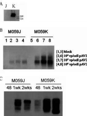 FIG. 3. AAV-AAVS1 junction product formation in M059J andM059K cells. (A) Western blot for DNAPKcs from whole-cell extracts