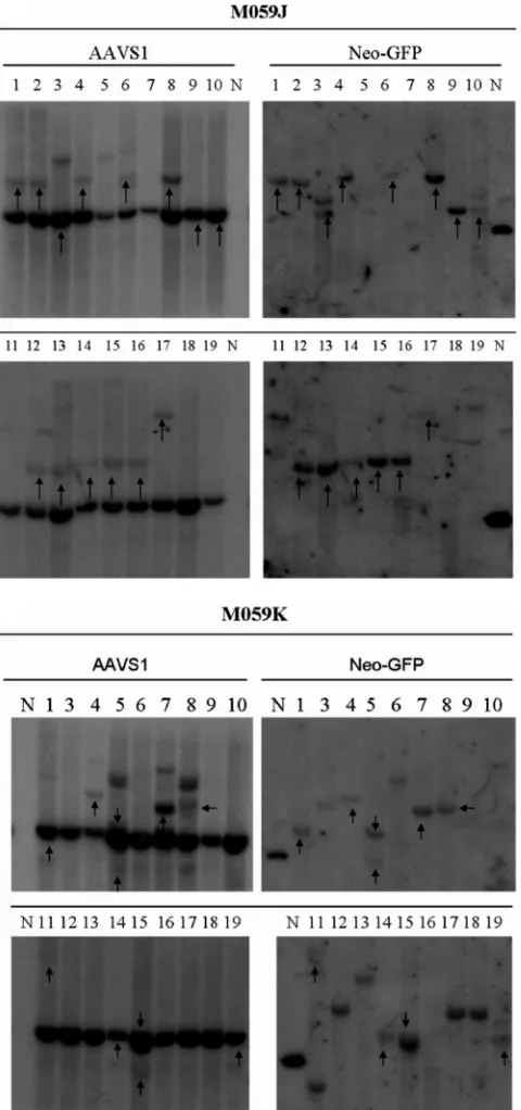 FIG. 4. Southern hybridization of M059J and M059K clones in-fected with single-stranded AAV vectors P5UF11 and SVAV2 (50:1