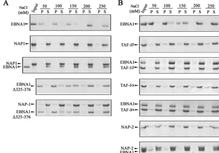 FIG. 3. Effects of nucleosome assembly proteins on EBNA1 solubility. (A) EBNA1 and NAP1 were incubated alone or together (at an equalmolar ratio) in buffer containing 50 to 250 mM NaCl