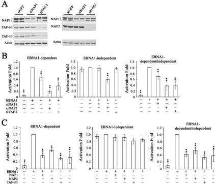 FIG. 4. Effects of nucleosome assembly proteins on transcriptional activation by EBNA1