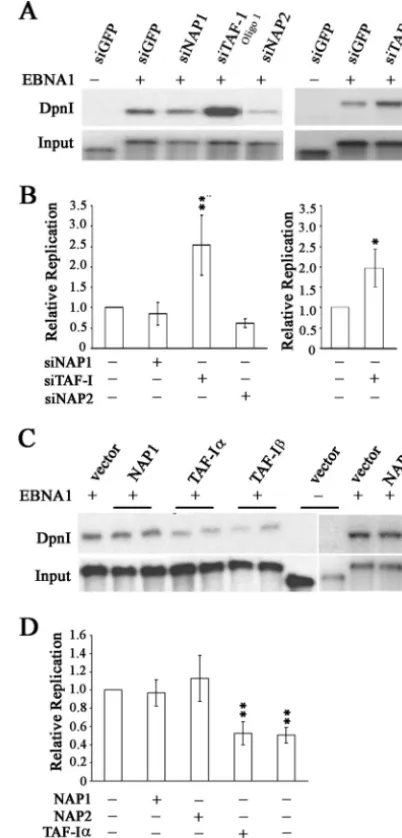 FIG. 5. Effects of nucleosome assembly proteins on DNA replica-tion activity of EBNA1