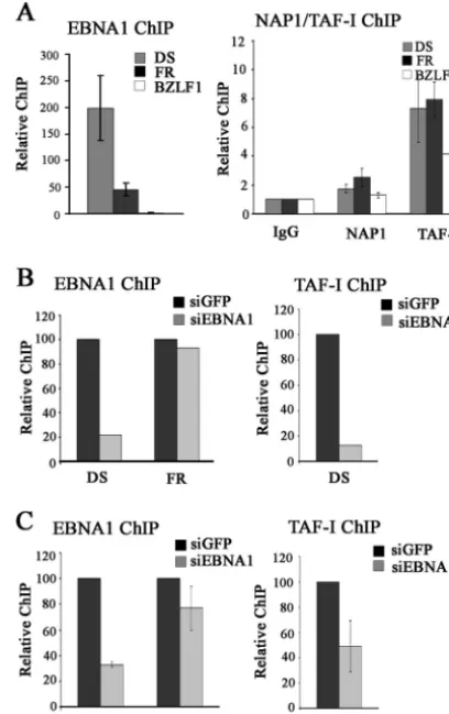 FIG. 6. Localization of NAP1 and TAF-I to oriP(A) ChIP experiments were performed with Raji cells, using antibodiesagainst EBNA1 (left), NAP1, TAF-I, or nonspeciﬁc rabbit IgG (right).Recovered DNA fragments were quantiﬁed by real-time PCR, usingprimer sets