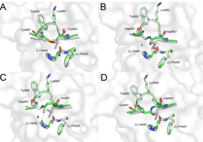 FIG. 6. Crystal structures of 2F5 Fab�MPER. The reference peptide ELDKWAS is shown in light gray, whereas peptides ECDKWCS (A), ENDKW(Dap)S (B), EQDKW(Dap)S (C),and E(Dap)DKWQS (D) are shown in green