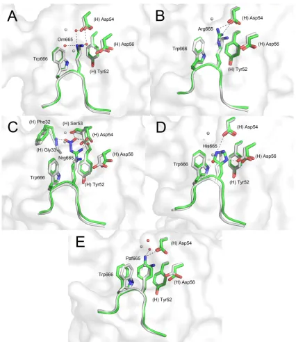 FIG. 3. Crystal structures of 2F5 Fab�ELDKWAS is shown in light gray, whereas peptides ELD(Orn)WAS (A), ELDRWAS (B), ELD(Nrg)WAS (C), ELDHWAS (D), andELD(Paf)WAS (E) are shown in green