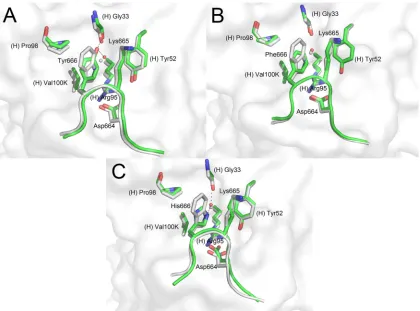 FIG. 4. Crystal structures of 2F5 Fab�ELDKWAS is shown in light gray, whereas peptides ELDKYAS (A), ELDKFAS (B), and ELDKHAS (C) are shown in green