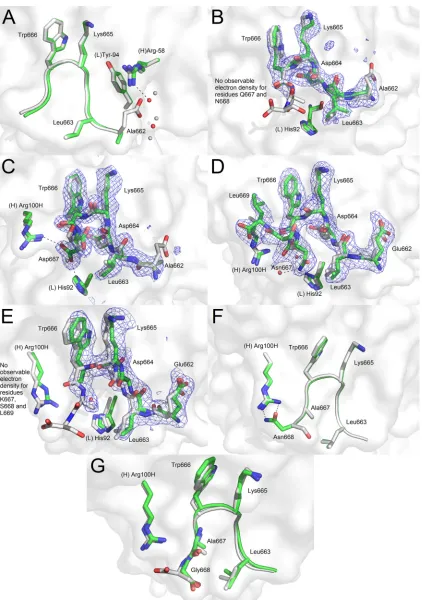 FIG. 5. Crystal structures of 2F5 Fab�668 of the MPER. The reference peptide ELDKWAS is shown in light gray, whereas peptides ALDKWAS (A), ALDKWQN (B), ALDKWD (C),ELDKWNSL (D), ELDKWKSL (E), ELDKWAN (F), and ELDKWAG (G) are shown in green