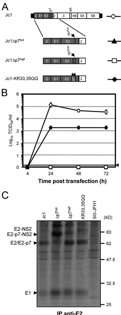 FIG. 1. Analysis of virus production and polyprotein processing ofJc1 genomes with different p7 mutations