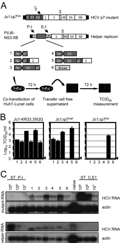 FIG. 2. Helper RNA-dependent p7fullwas controlled by loading total RNA of naïve Huh7-Lunet cells andserial dilutions of the respective in vitro transcripts in parallel