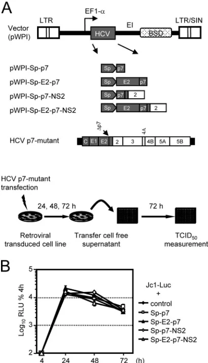 FIG. 3. Construction of stable cell lines expressing HCV p7 andvarious combinations of E2, p7, and NS2